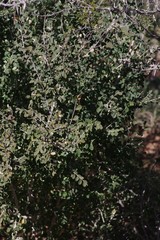 Flueggea verrucosa