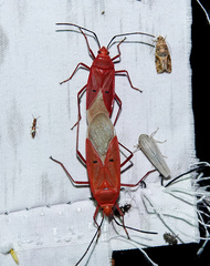 Dysdercus evanescens