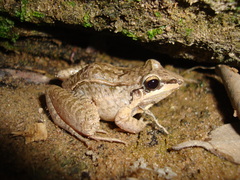 Leptodactylus longirostris