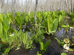 Lysichiton camtschatcensis