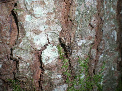 Platybunus pinetorum, 74230 Thônes, France, photo 9 of 10