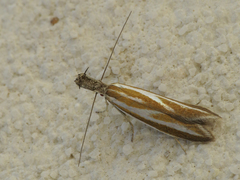 Pleurota honorella