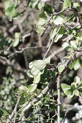 Ehretia rigida rigida