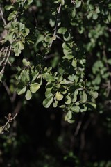 Ehretia rigida rigida