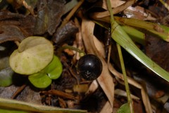 Geophila