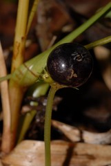 Geophila
