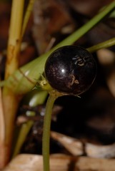 Geophila