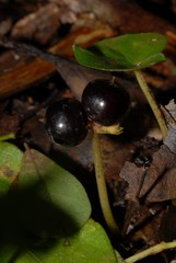 Geophila