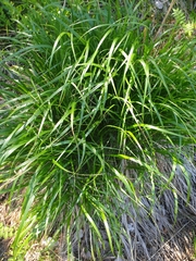 Poaceae