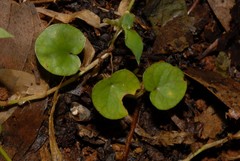 Geophila