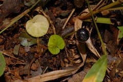 Geophila