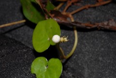 Geophila