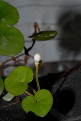 Geophila