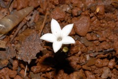 Geophila