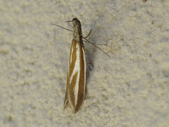 Pleurota honorella