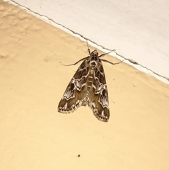 Paracymoriza olivalis