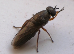 Scenopinus fenestralis