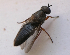 Scenopinus fenestralis