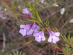 Hemigenia purpurea