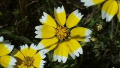 Layia chrysanthemoides