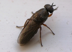 Scenopinus fenestralis