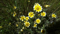 Layia chrysanthemoides