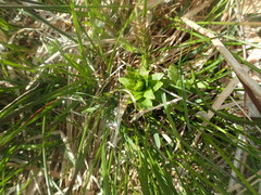Lobelia sessilifolia