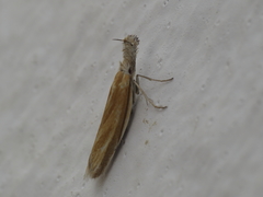 Pleurota honorella