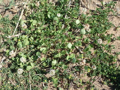 Trifolium repens