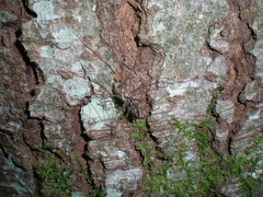 Platybunus pinetorum