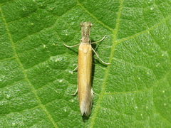 Pleurota