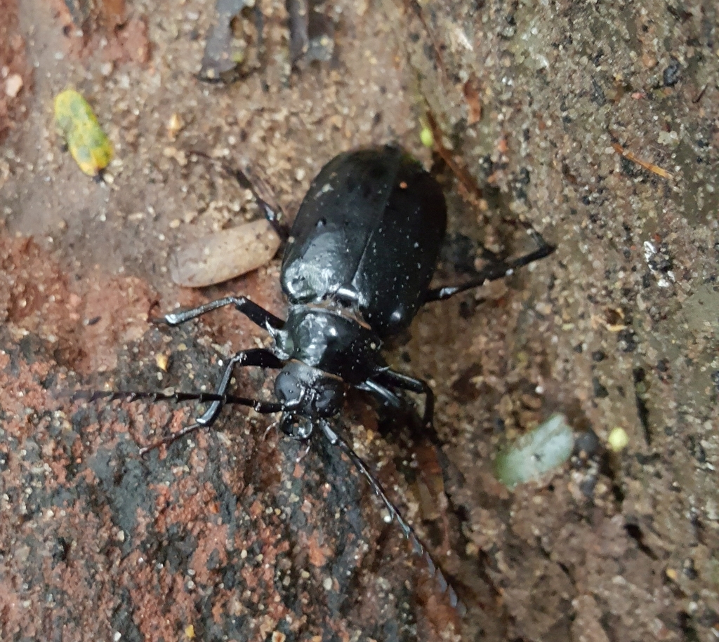 Prionomma atratum
