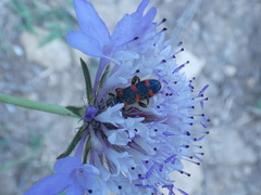 Trichodes leucopsideus