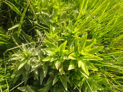 Lobelia sessilifolia