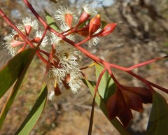 Eucalyptus calycogona