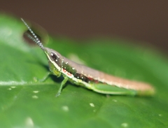 Neorthacris