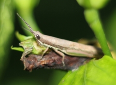 Neorthacris