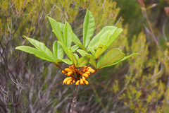 Vitex chrysomallum