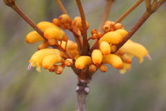 Vitex chrysomallum