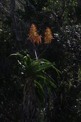 Aloe pluridens
