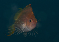 Cyprinocirrhites polyactis