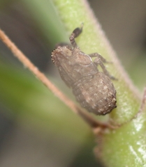Chirodisca eximia