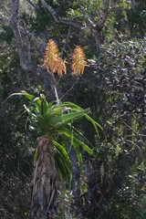 Aloe pluridens