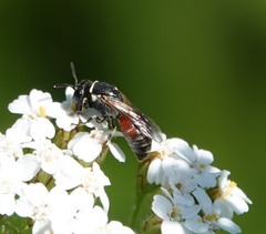 Hylaeus variegatus