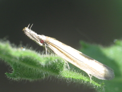 Pleurota