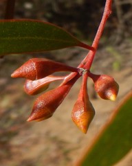 Eucalyptus calycogona