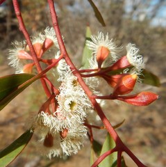 Eucalyptus calycogona