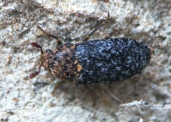 Dermestes undulatus