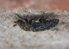 Dermestes undulatus