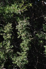 Flueggea verrucosa